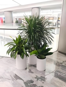 走进鄞州盆景租摆,感受独特景观营造的魅力!